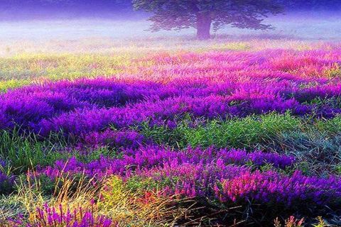 Fields of Heather