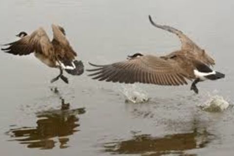 Yours truly embarks on wild goose chase after elusive pot of gold