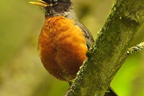WHEN THE ROBIN SINGS