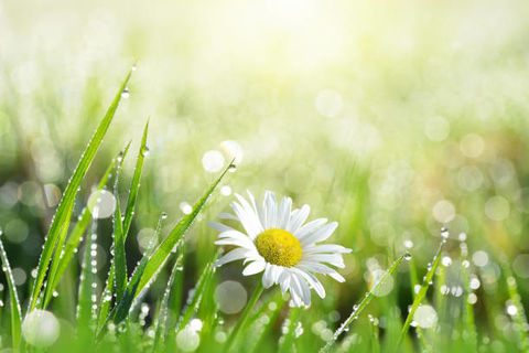 AFTER THE RAIN
