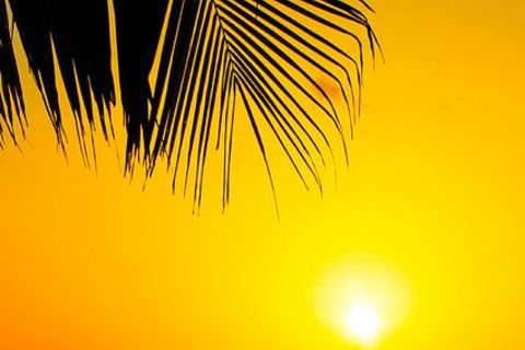GOLDEN GLOW OF LIFE 