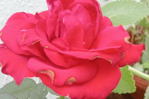 EVERY ROSE FLOWER KONWS HOW TO CROWN