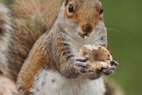 LOVE WITH AN ACORN