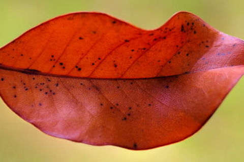 This Leaf