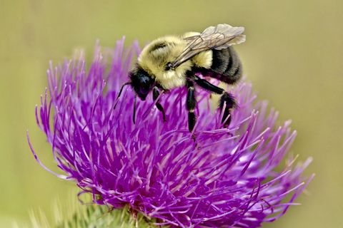 Bumblebee 
