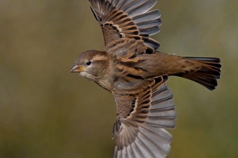 Sparrow