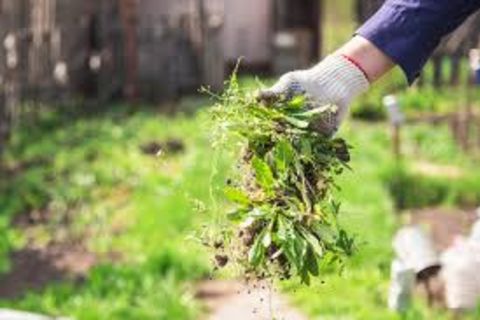 Weed Removal