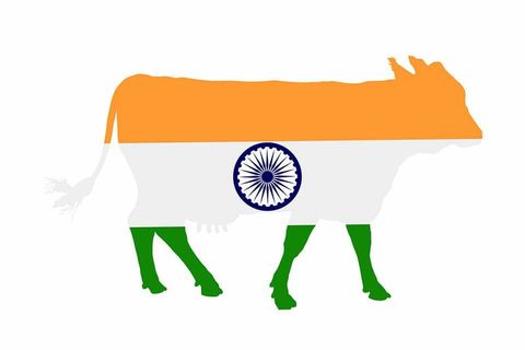 India Sacred Cow