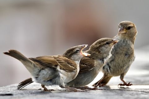 THE SPARROWS KNOW