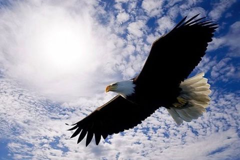 Indomitable Heart