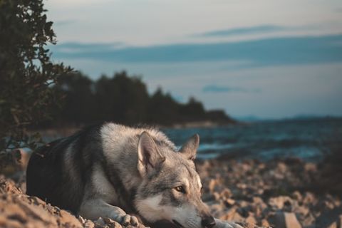 THE LONE WOLF