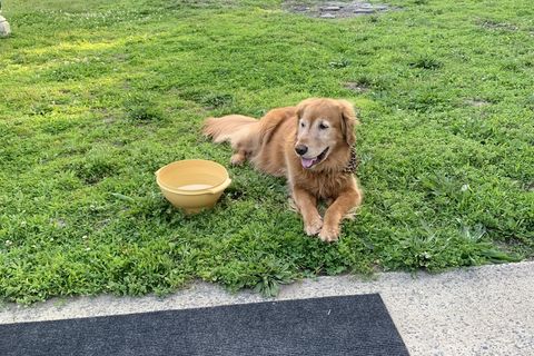 Man’s best friend 