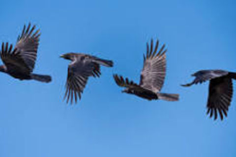 I SAW THE CROWS FLY