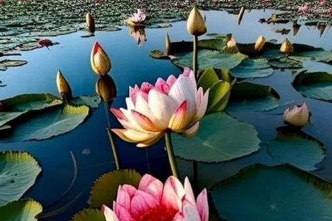 THE LOTUS, THE MUD-BORN MONARCH - BY WILLIAMSJI MAVELI 
