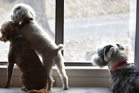 NOW, THE DOGS GET EXCITED