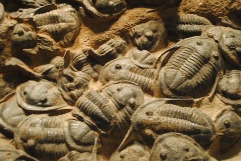 Fossils and Trilobites 