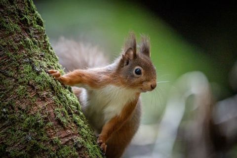 THE TRAVELING SQUIRREL