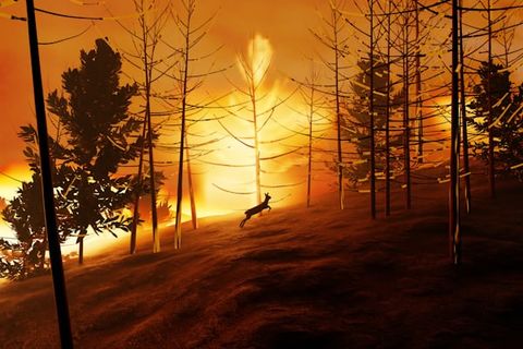BURNING THE KINGDOM DOWN