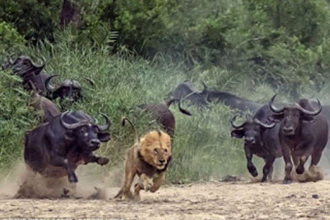 Prey Power