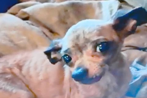 Puppy - Part 3