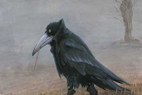 Augury 