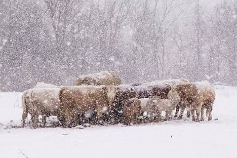 Winter Kill