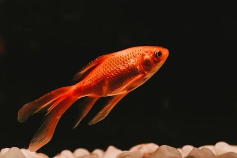 MEMORIES OF A GOLDFISH