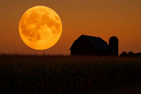 Corn Moon 