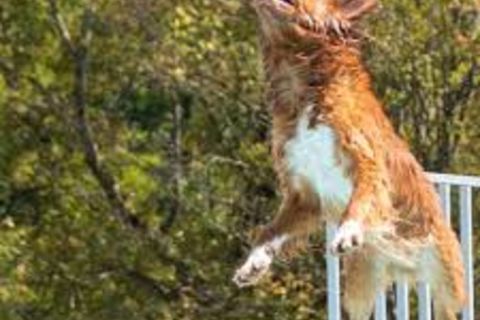 The celebrated jumping dog of Montgomery County