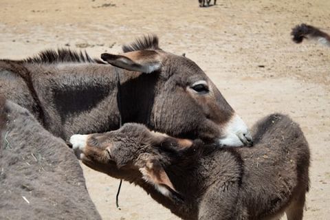 HUG FOR SCHUMER