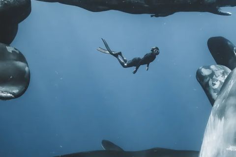 The Wave~