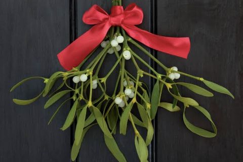 Mistletoe 