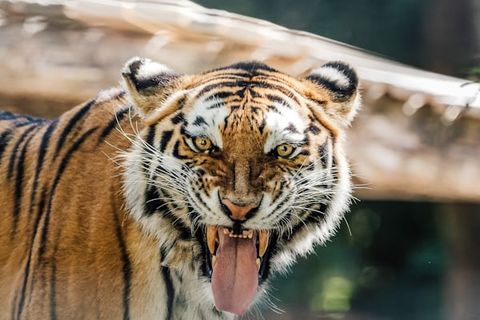 TIGER SURVIVAL 