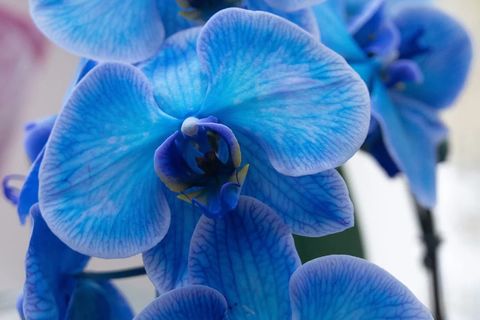 When Tears Dissipate with the Mist