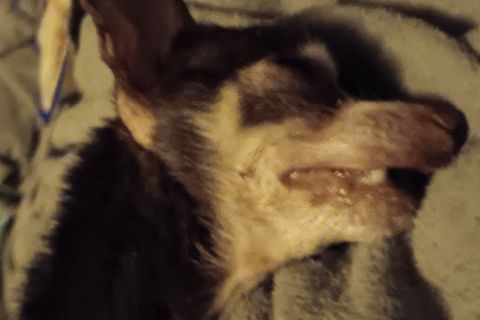 Rest In Peace, Hazel VI