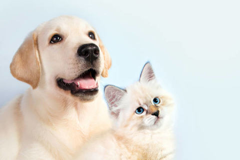 Whispers of The Heart: The puppy & The kitty 