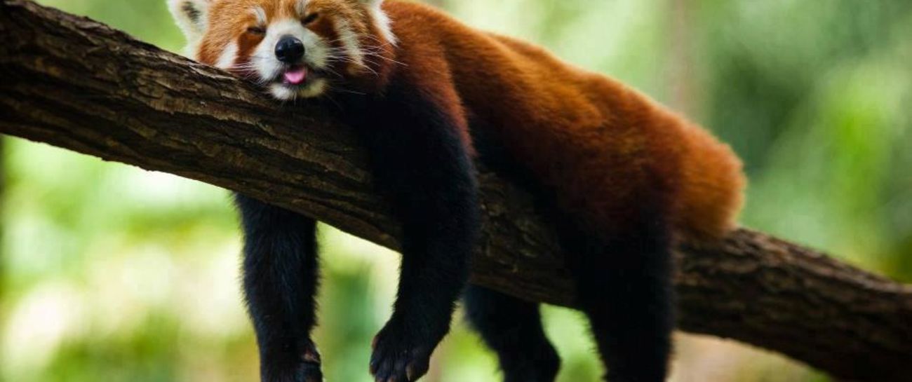 I wish for a lazy week I wish for a lazy week