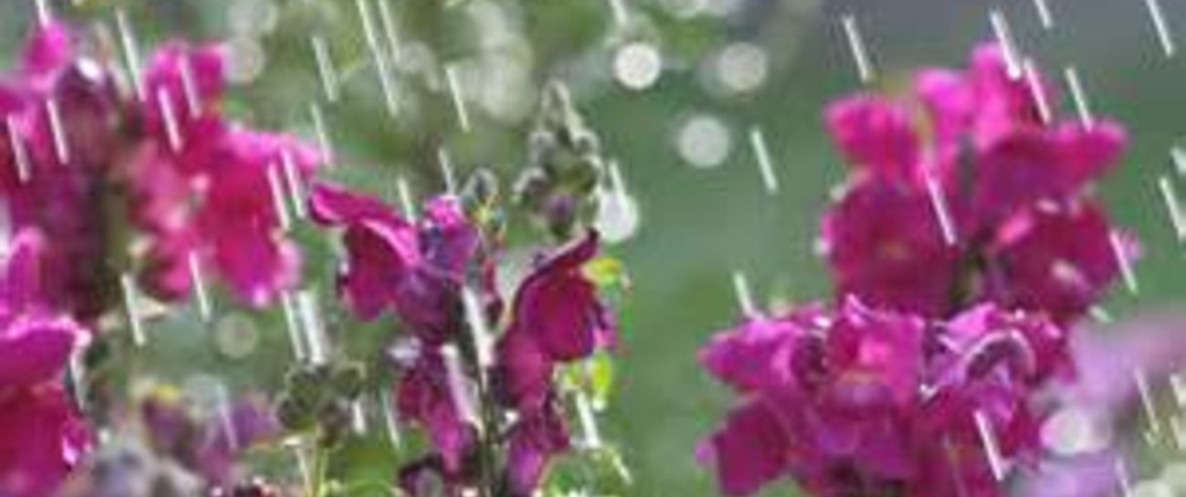 April Shower April Shower