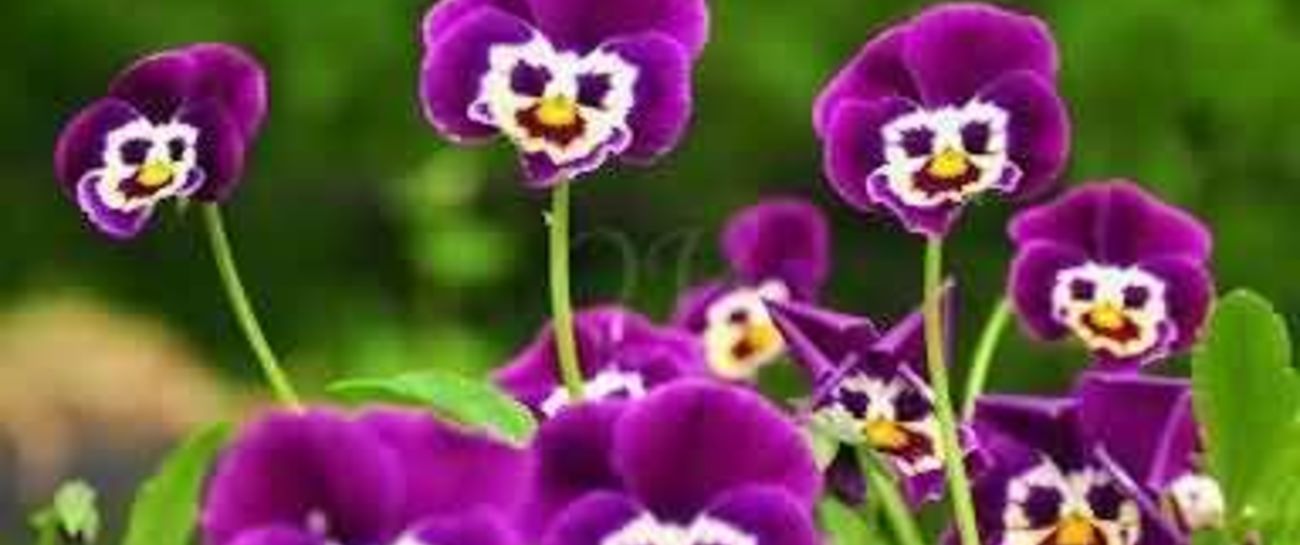 Flowery Earth
