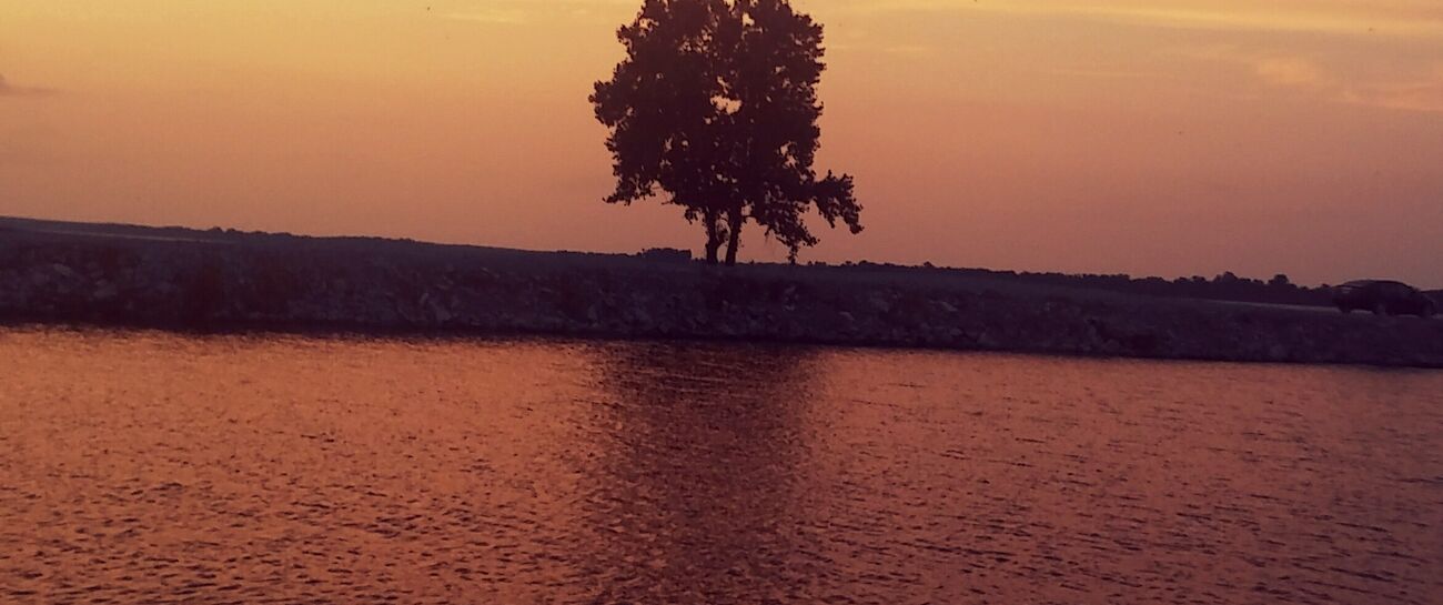 The tree
