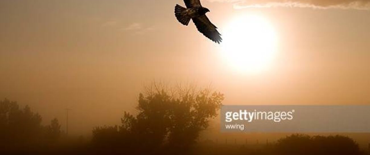 Hawk Eye