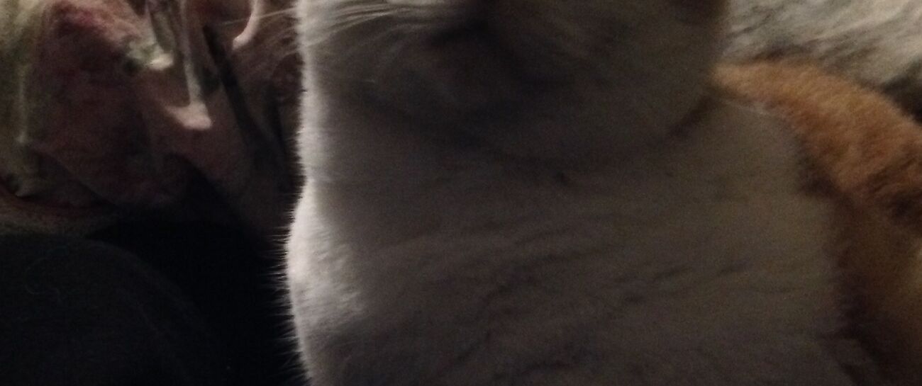 My cat Boo