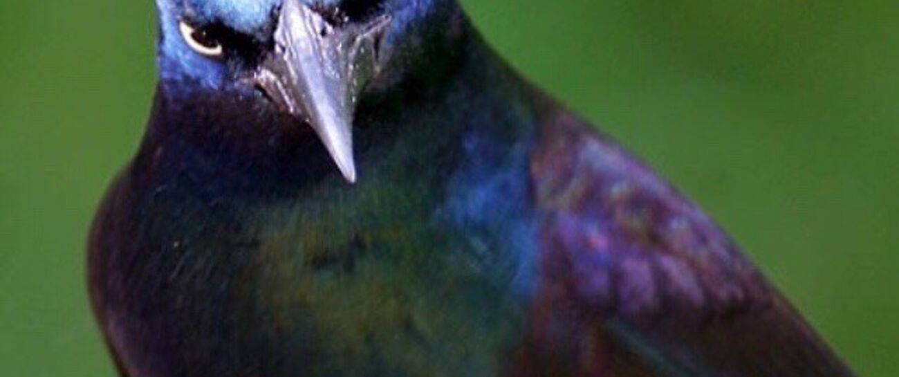 HUMAN GRACKLE
