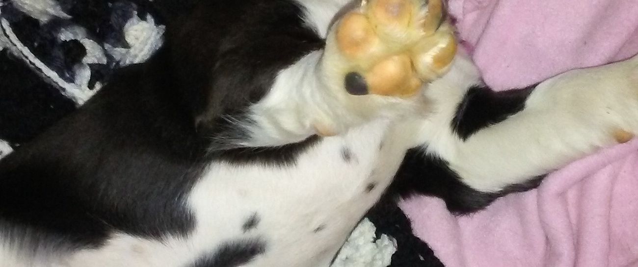 Foot in Mouth Foot in Mouth