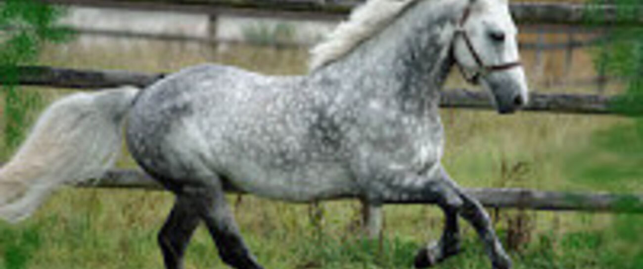 My dear dappled horse friend