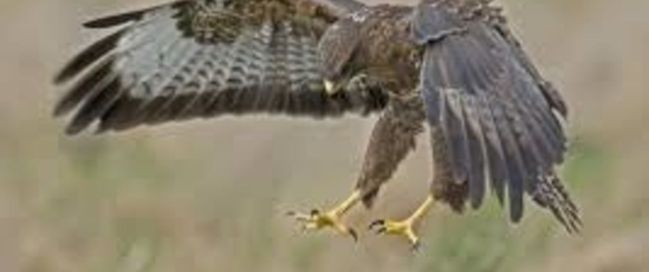 The Buzzard
