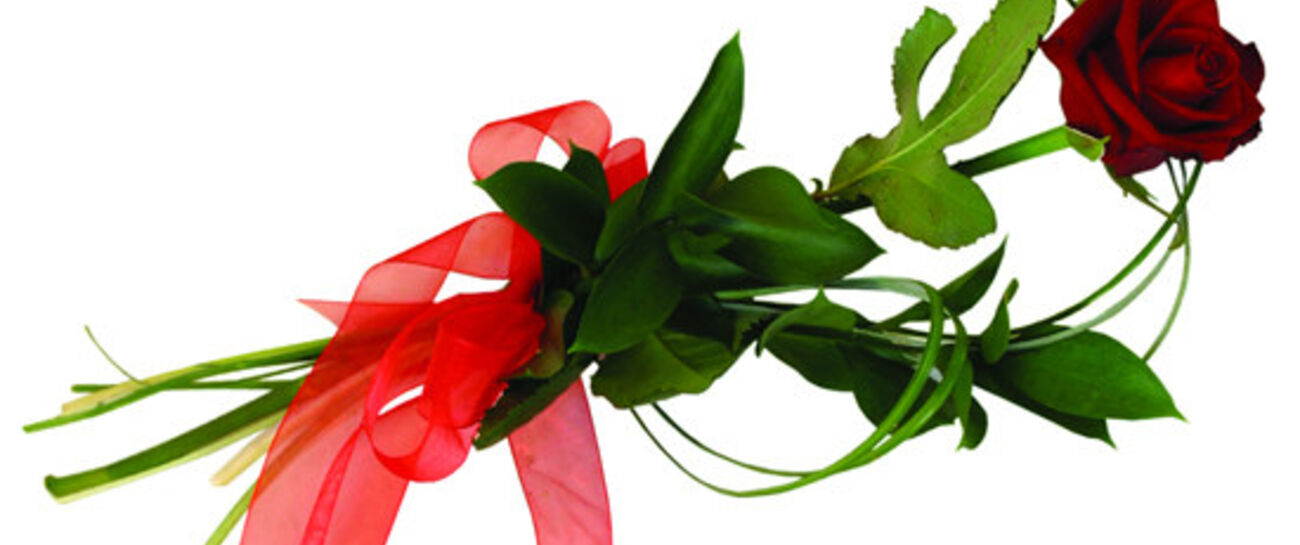 A single rose