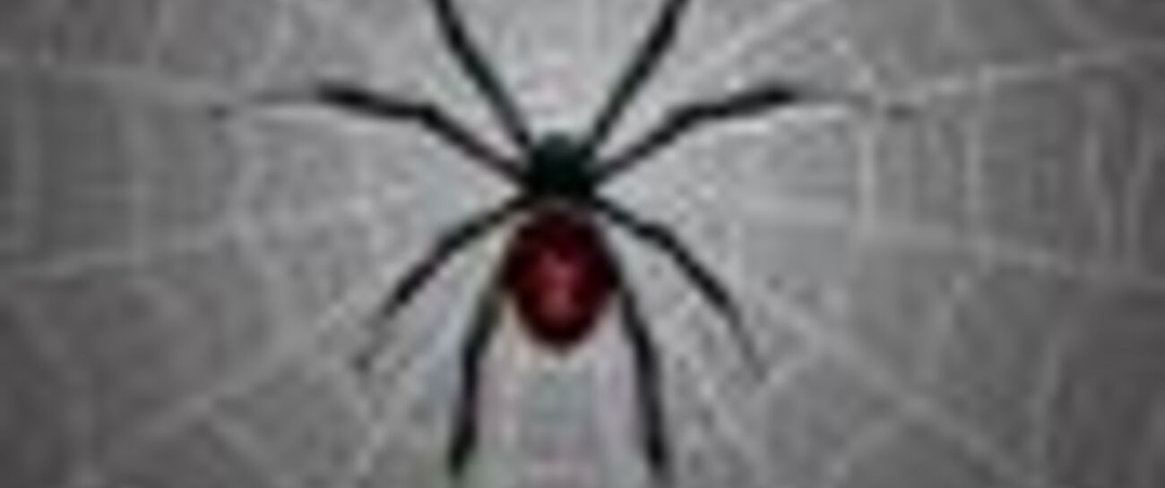 LATRODECTUS - The Black Widow