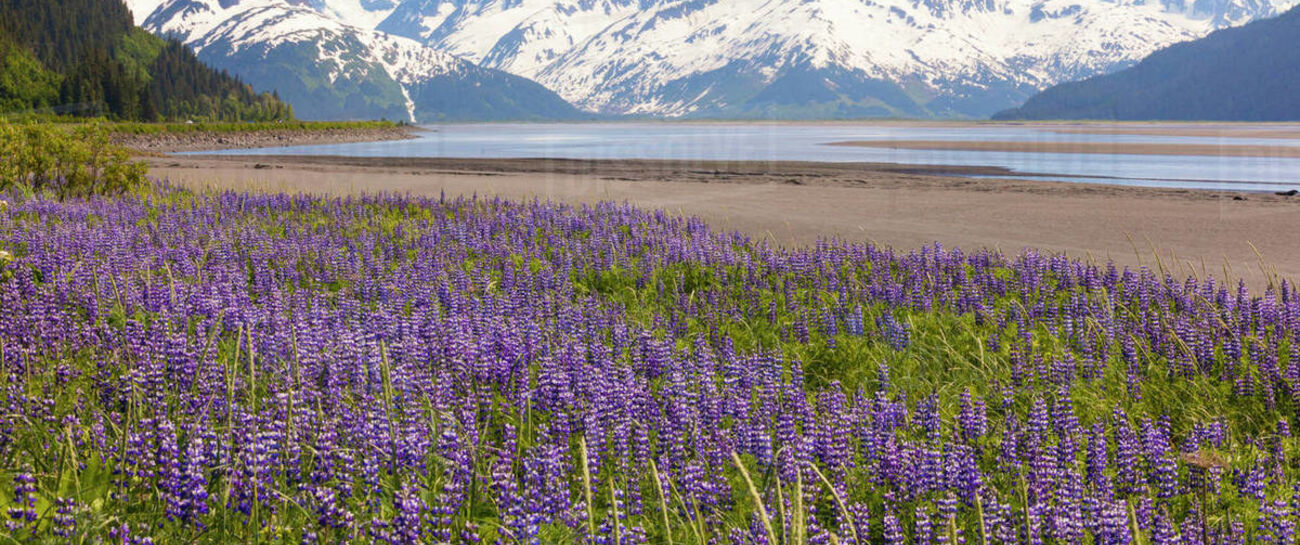Lupines Along an Alaskan Highway