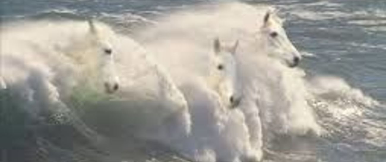 White horses